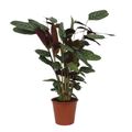 Ctenanthe setosa 'Compactstar'