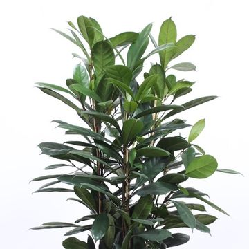 Ficus cyathistipula