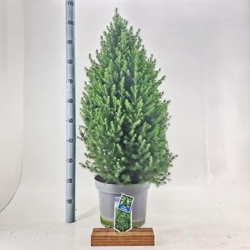 Picea glauca DECEMBER