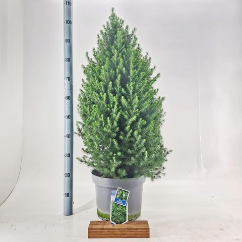 Picea glauca DECEMBER