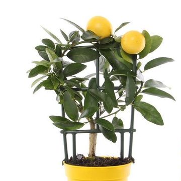 x Citrofortunella floridana 'Eustis'