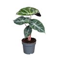 Alocasia 'Pink Dragon'