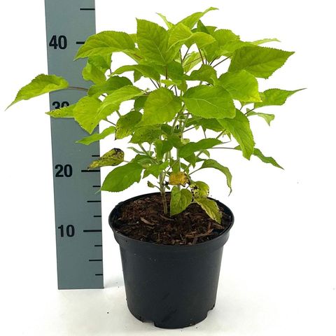 Hydrangea arborescens 'Annabelle'