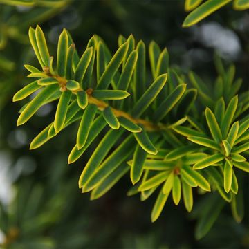 Taxus baccata 'Саммерголд'