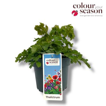 Thalictrum 'Black Stockings'