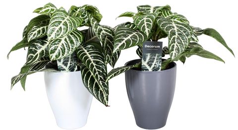 Aphelandra squarrosa