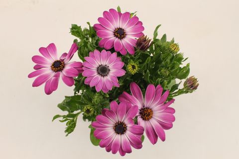 Osteospermum MARGARITA PINK FLARE