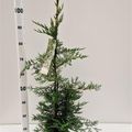 x Cupressocyparis leylandii