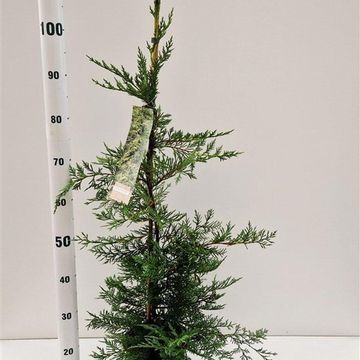 x Cupressocyparis leylandii