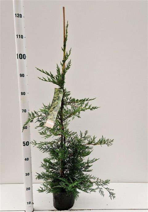 x Cupressocyparis leylandii
