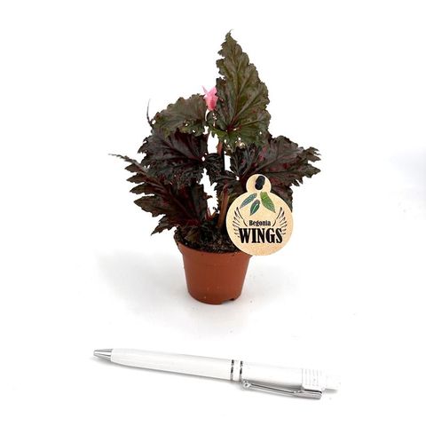 Begonia serratipetala