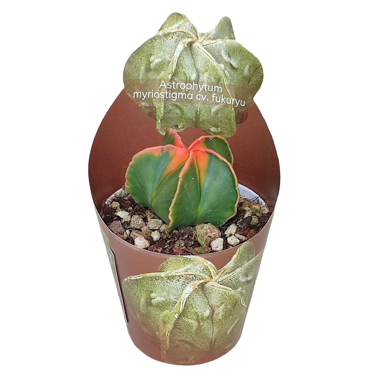Astrophytum myriostigma 'Koh-yo Variegata'  Plant Wholesale FlorAccess