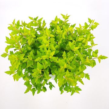 Physocarpus opulifolius TINY WINE GOLD