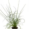 Juncus effusus spiralis