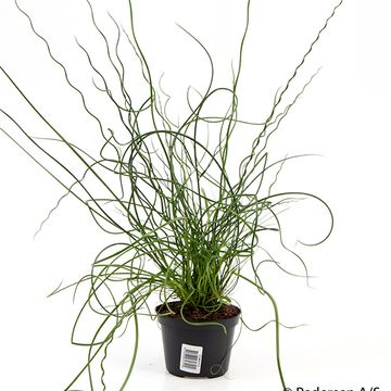 Juncus effusus spiralis