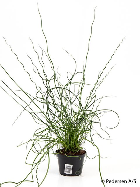 Juncus effusus spiralis