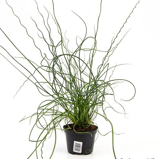 Juncus effusus spiralis