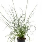 Juncus effusus spiralis