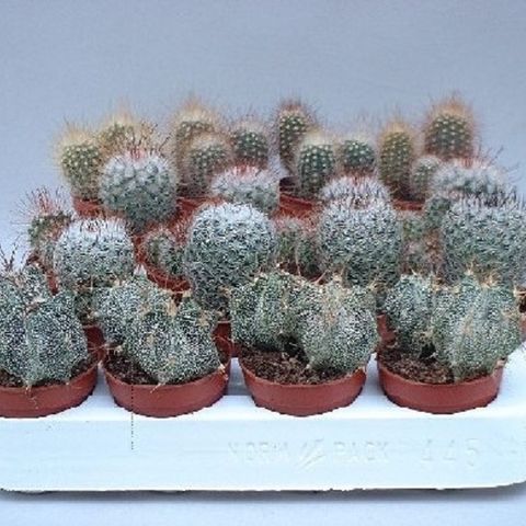 Cactus MIX (John De Wilde bvba)