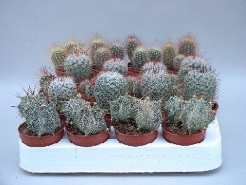 Cactos MIX