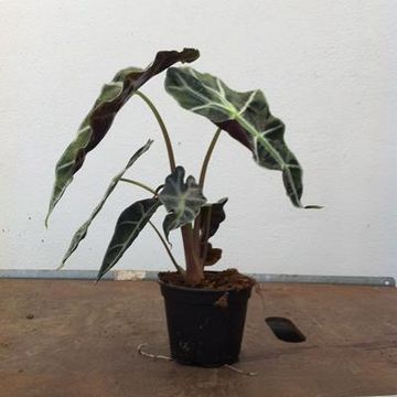 Alocasia x amazonica