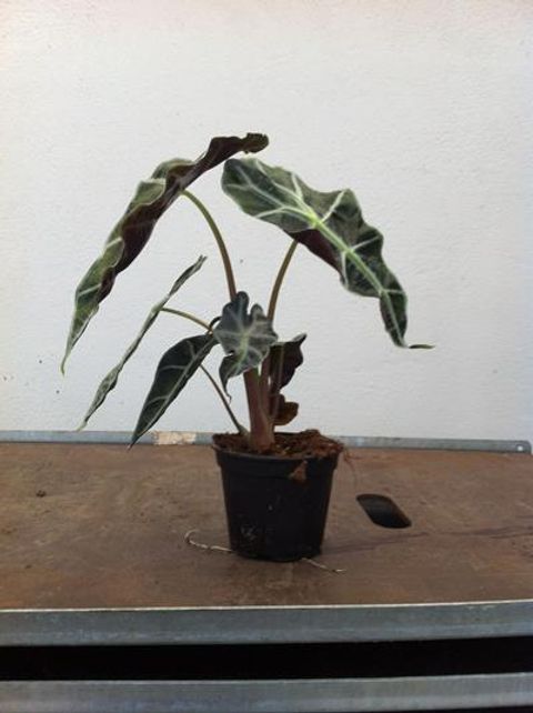 Alocasia x amazonica