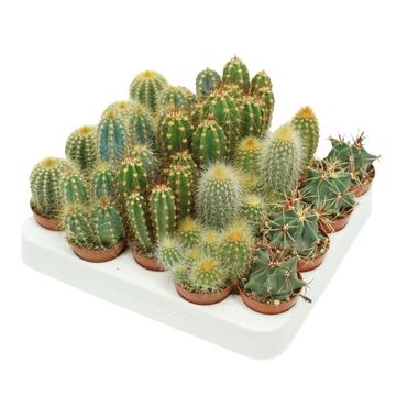 Cactus MIX