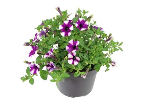 Petunia MIX