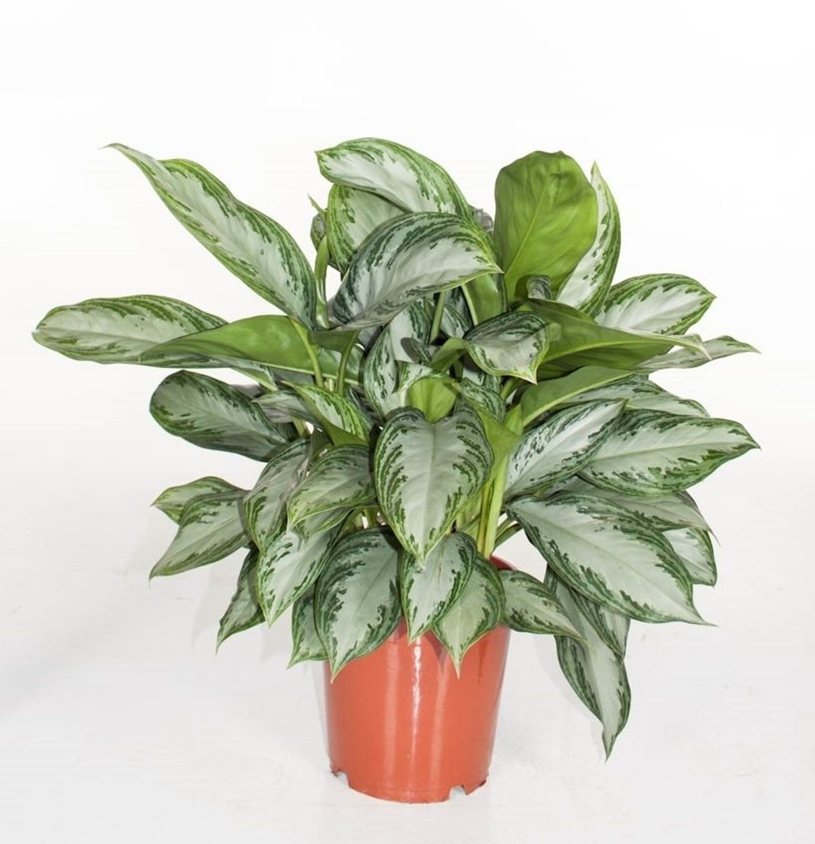 Aglaonema Silver Bay P24 Cm H60 Cm Plant Wholesale Floraccess,Handwriting Jobs From Home