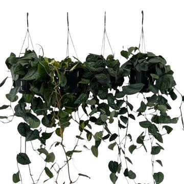 Scindapsus MIX