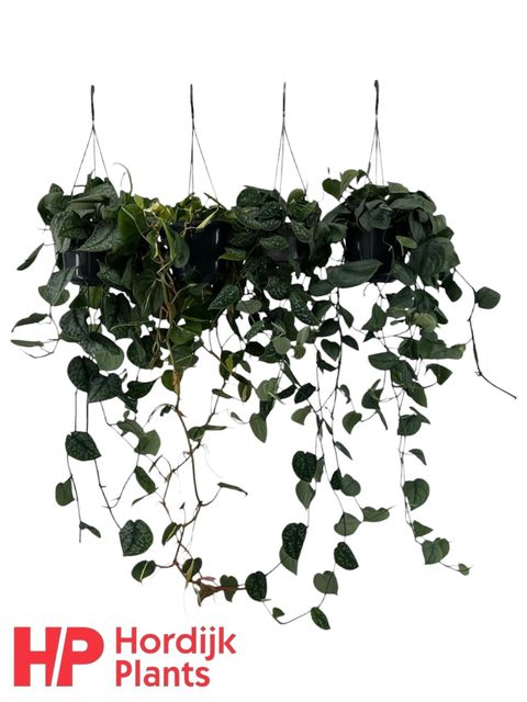 Scindapsus MIX