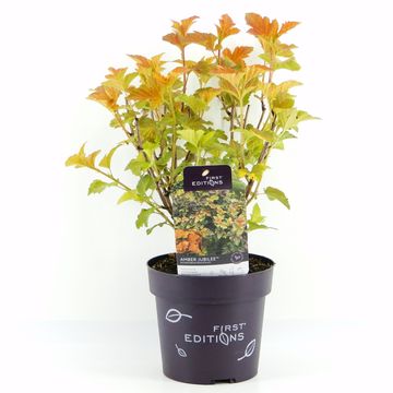 Physocarpus opulifolius AMBER JUBILEE