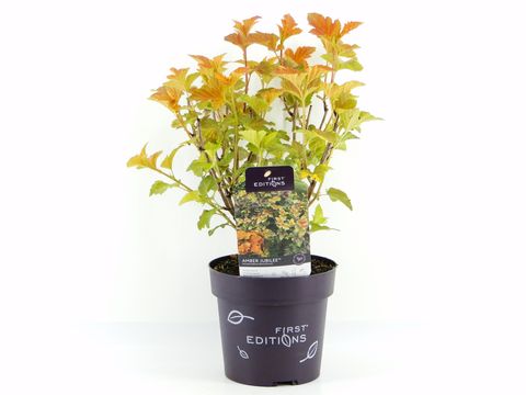 Physocarpus opulifolius AMBER JUBILEE