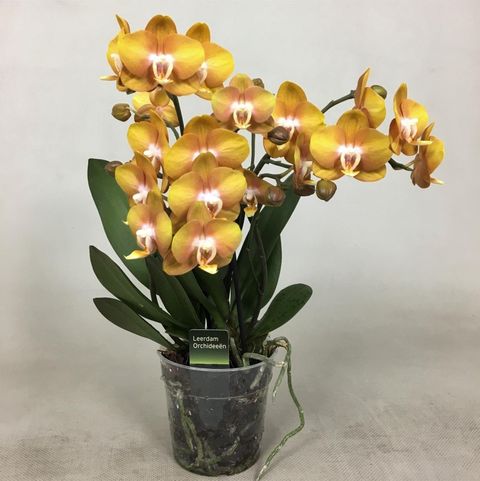 Phalaenopsis LAS VEGAS