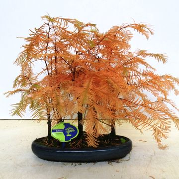 Metasequoia glyptostroboides