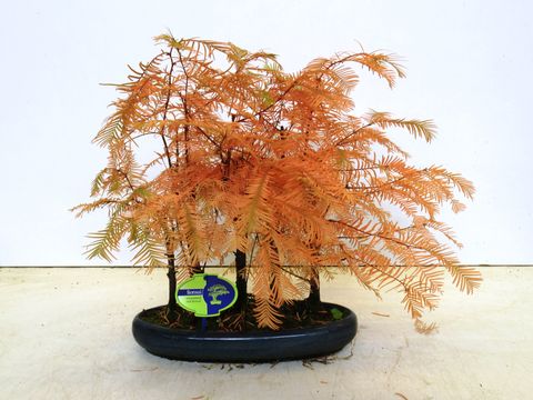 Metasequoia glyptostroboides