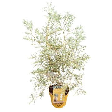 Eucalyptus gunnii FRANCE BLEU