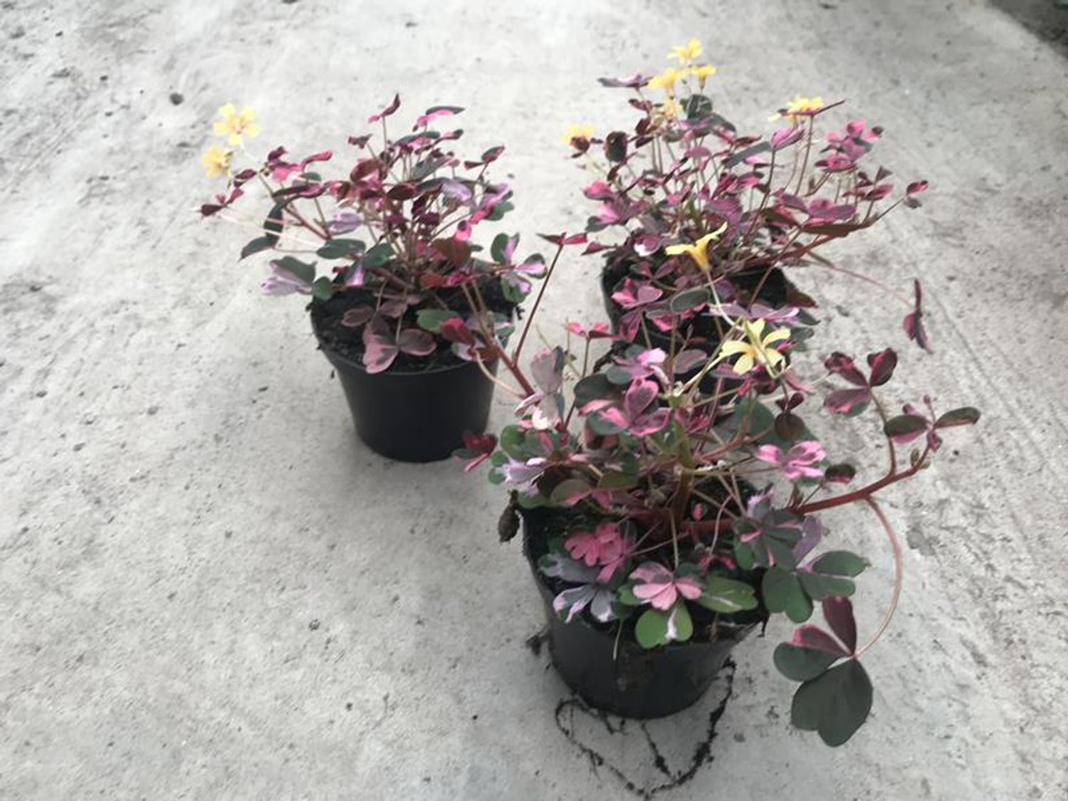 Oxalis vulcanicola — Plant Wholesale FlorAccess
