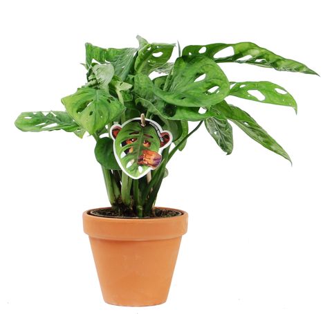 Monstera obliqua 'Monkey Leaf'