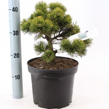 Pinus mugo 'March'