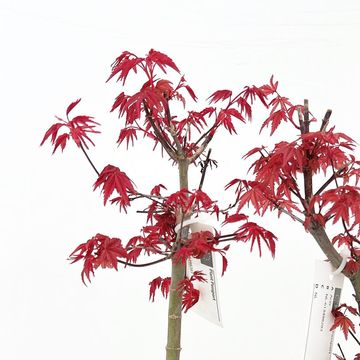 Acer palmatum 'Deshôjô'