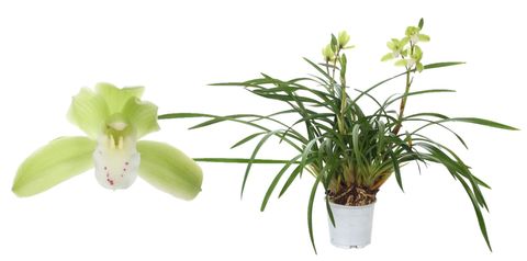 Cymbidium WILD GREEN