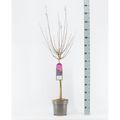Syringa BLOOMERANG DARK PURPLE