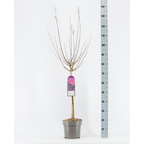 Syringa BLOOMERANG DARK PURPLE