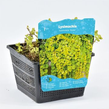 Lysimachia nummularia 'Aurea'