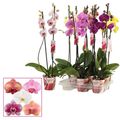 Phalaenopsis MIX