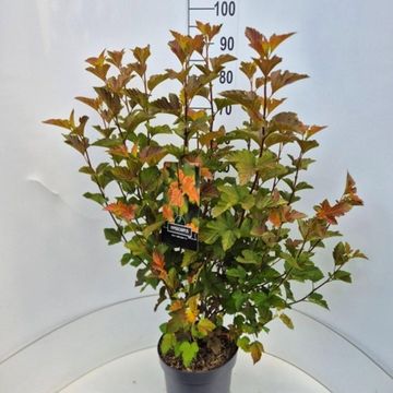 Physocarpus opulifolius AMBER JUBILEE