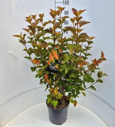 Physocarpus opulifolius AMBER JUBILEE
