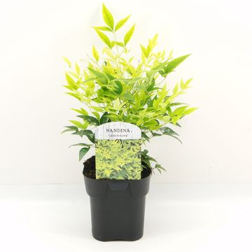 Nandina domestica MAGICAL LEMON & LIME