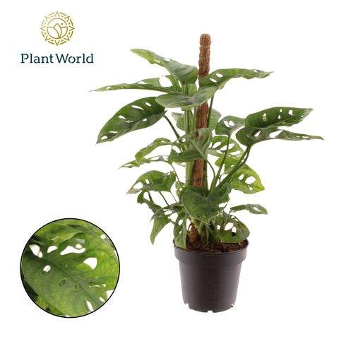 Monstera obliqua 'Monkey Leaf'